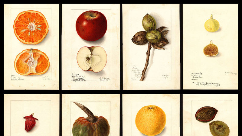 USDA Watercolor Fruit Painting Collection(USDA 水彩フルーツ絵画コレクション)