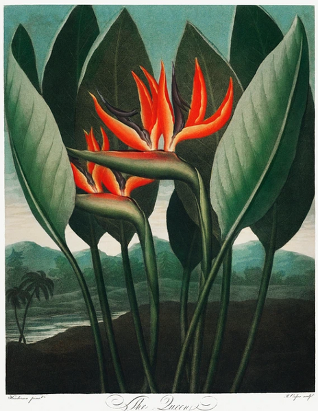 Robert John Thornton