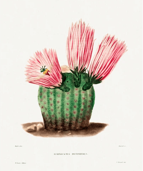 Charles Antoine Lemaire