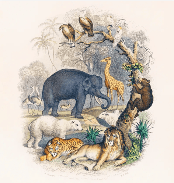 Goldsmith's Animated Nature