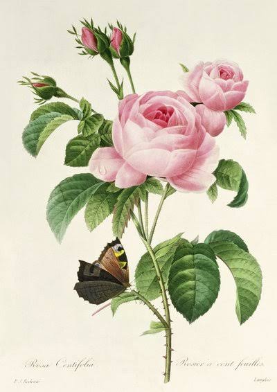 Pierre Joseph Redoute(ピエール ジョゼフ ルドゥーテ)