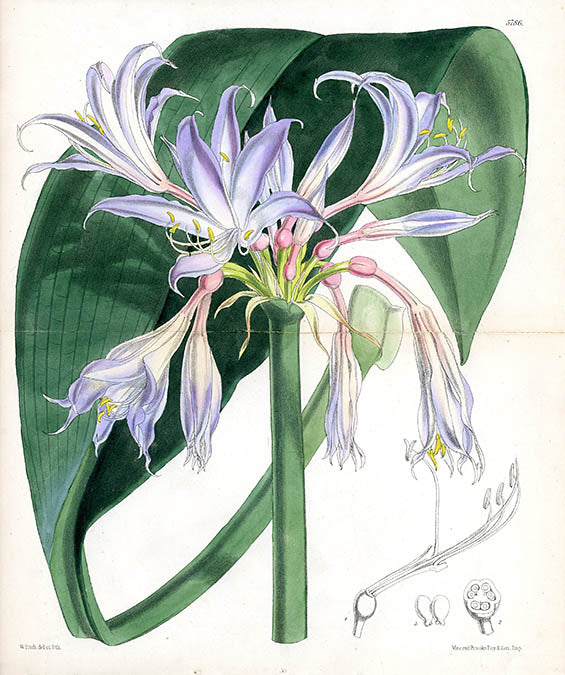 フィッチのアートポスター・アートキャンバス