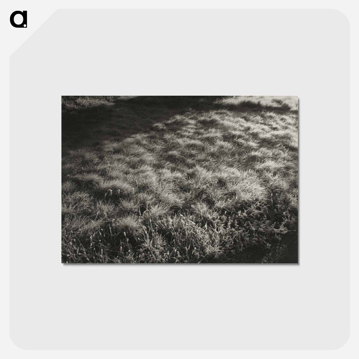 アートポストカード-Grass and Frost - アルフレッド スティーグリッツ Postcard.