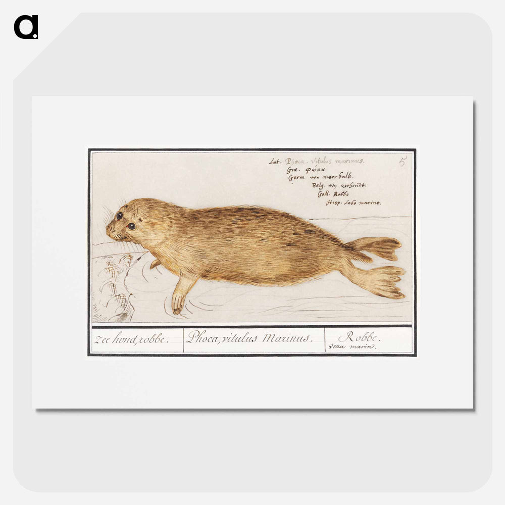 Seal - アンセルムス ボエティウス デ ブート Poster.
