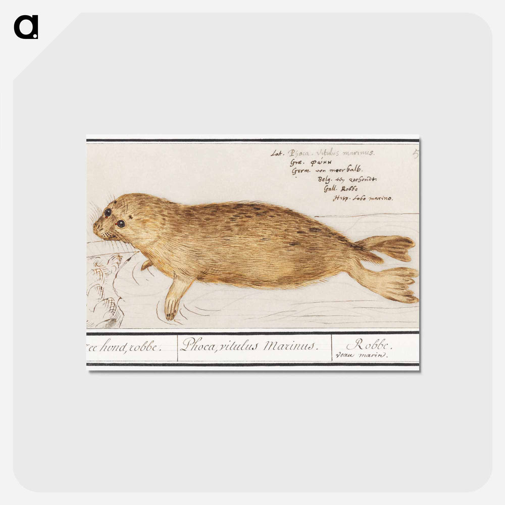 Seal - アンセルムス ボエティウス デ ブート Postcard.