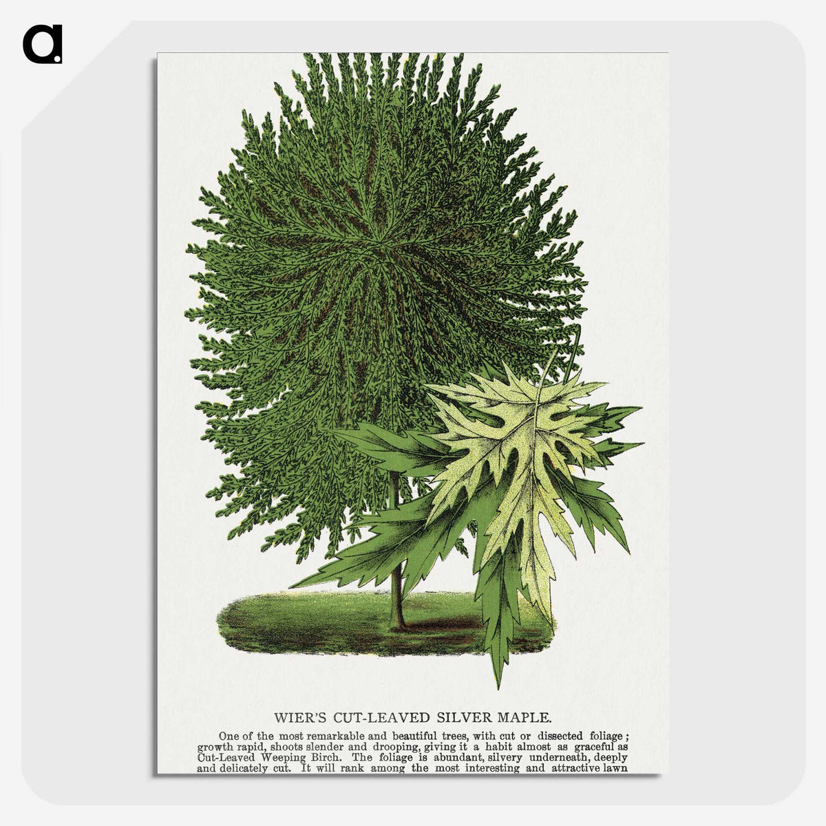 1-100_Botanical-Specimen-Plates_picture-crop