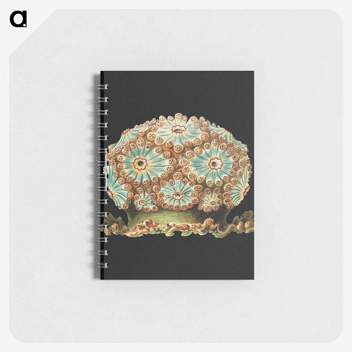 1-100_Ernst-Haeckel_memo