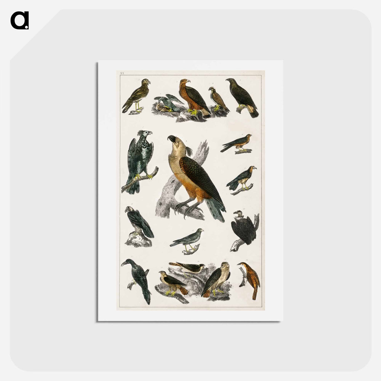 アートポストカード-Birds from Animated Nature
- ゴールドスミスの生き生きとした自然 Postcard.