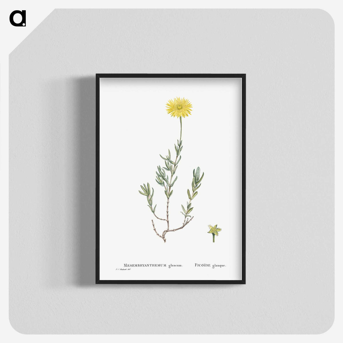 1-100_Histoire-des-Plantes-Grasses_blk-crop