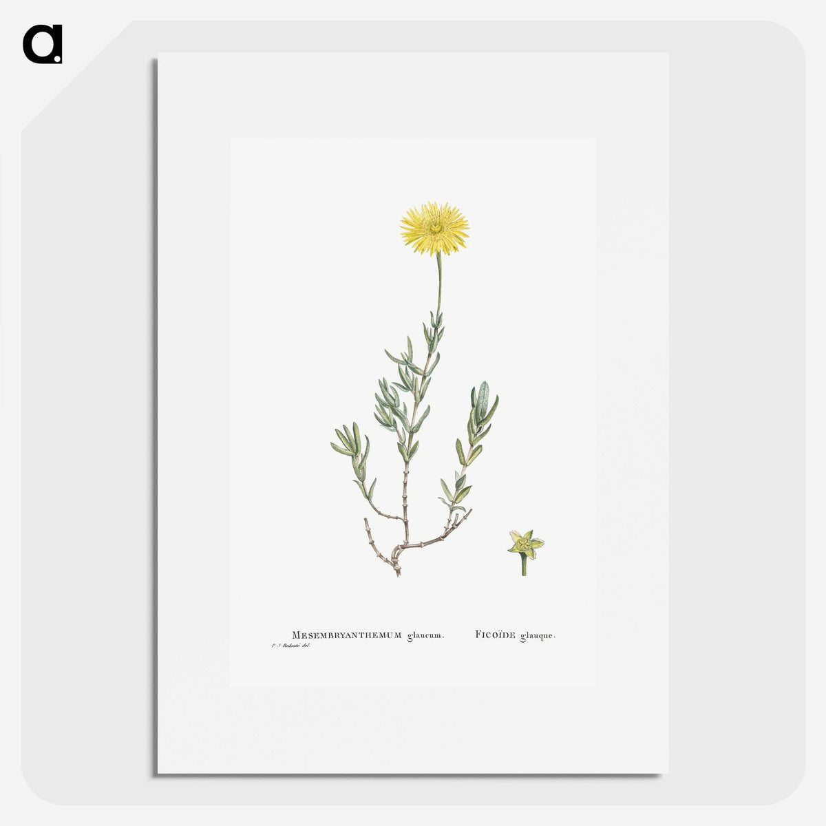 1-100_Histoire-des-Plantes-Grasses_picture