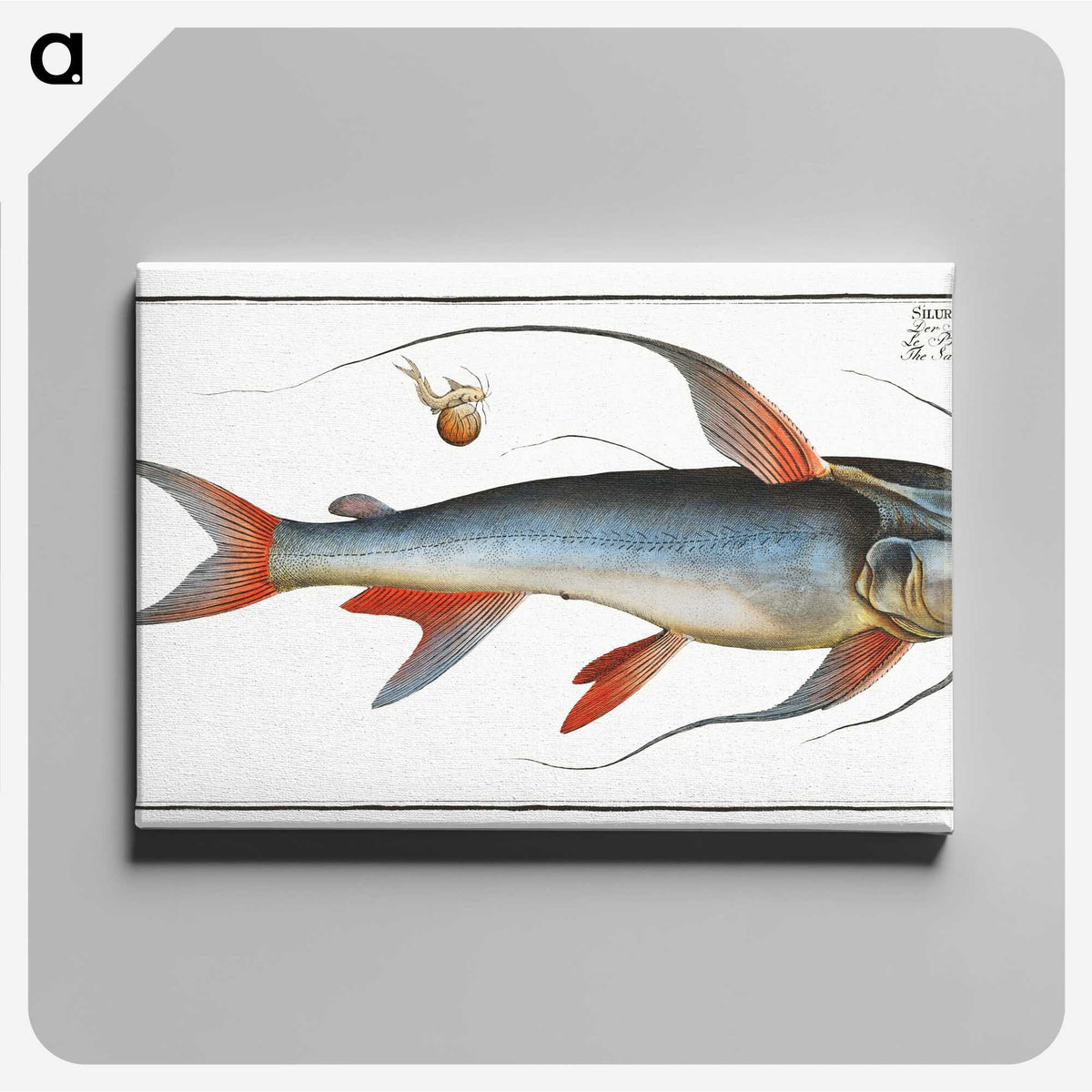 1-100_Ichtyologie-ou-Histoire-naturelle_canvas