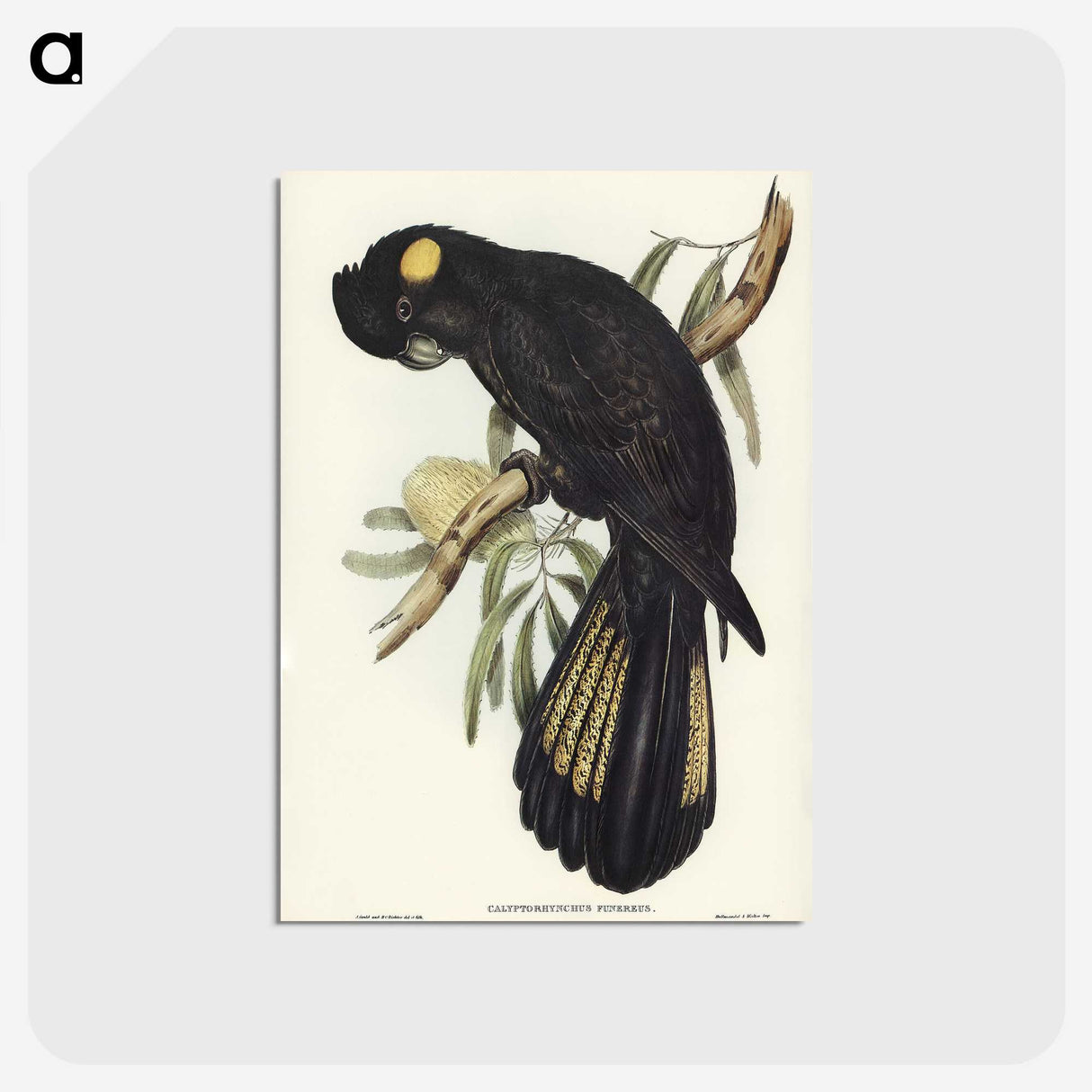 1-100_John-Gould_postcard