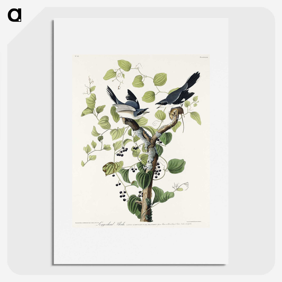 1-100_John-James-Audubon_picture