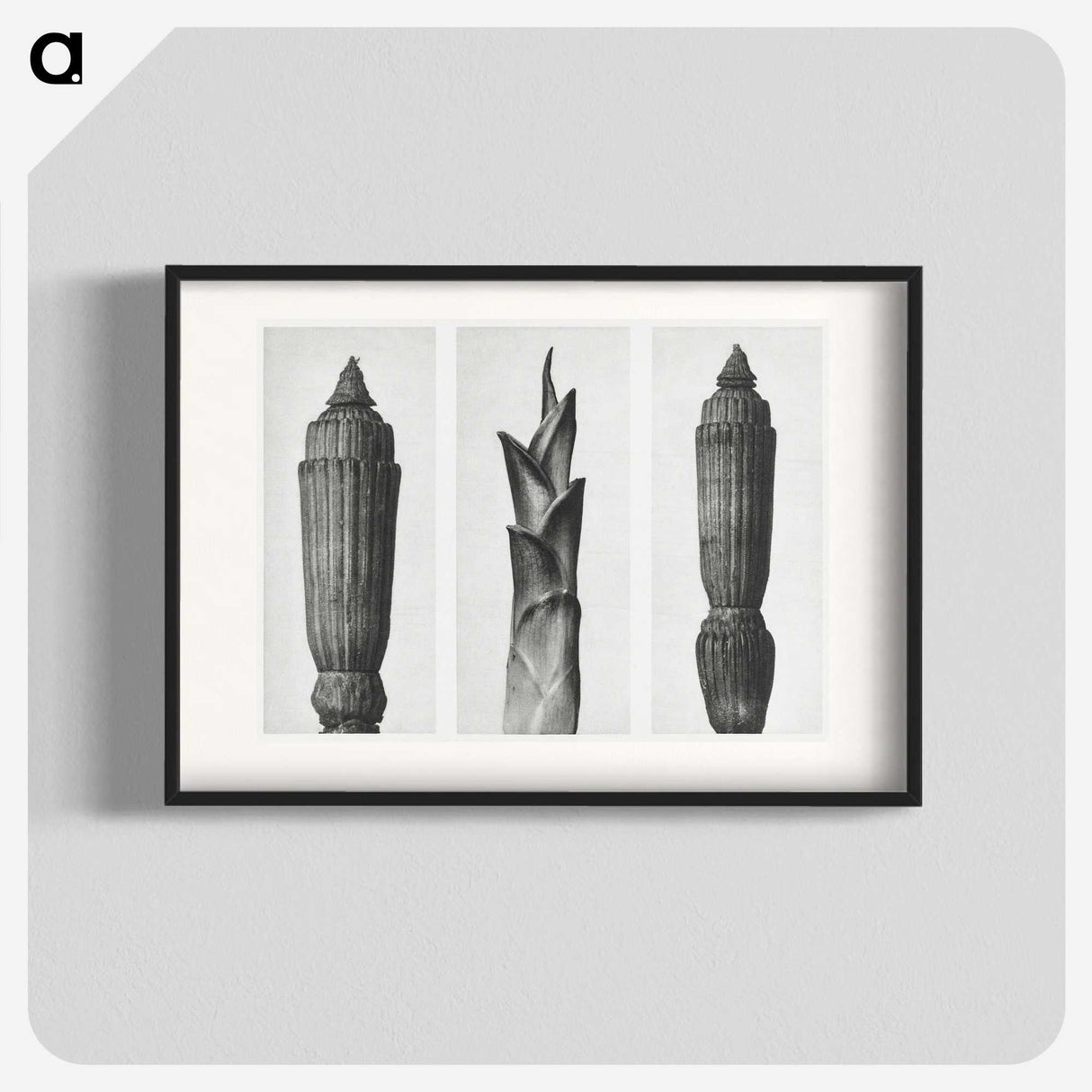 1-100_Karl-Blossfeldt_blk