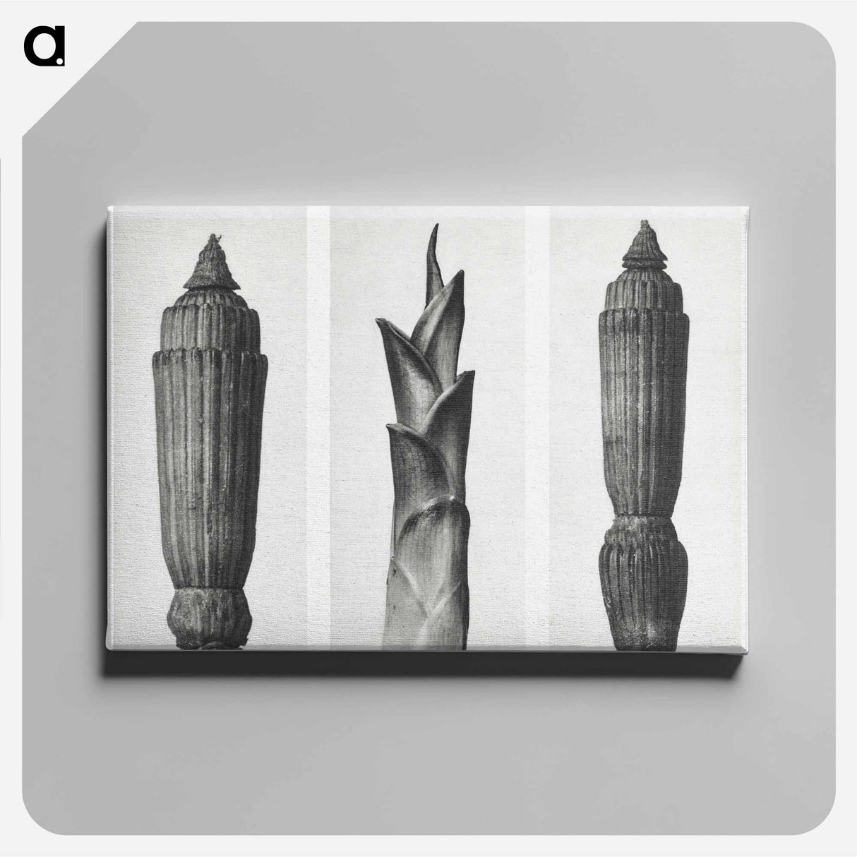 Equisetum Hiemale (Winter Horsetail) enlarged 12 times, Hosta Japonica (Savannah–Wood) enlarged 4 times, and Equisetum Hiemale (Winter Horsetail) enlarged 12 times from Urformen der Kunst by. - カール ブロスフェルト Canvas.