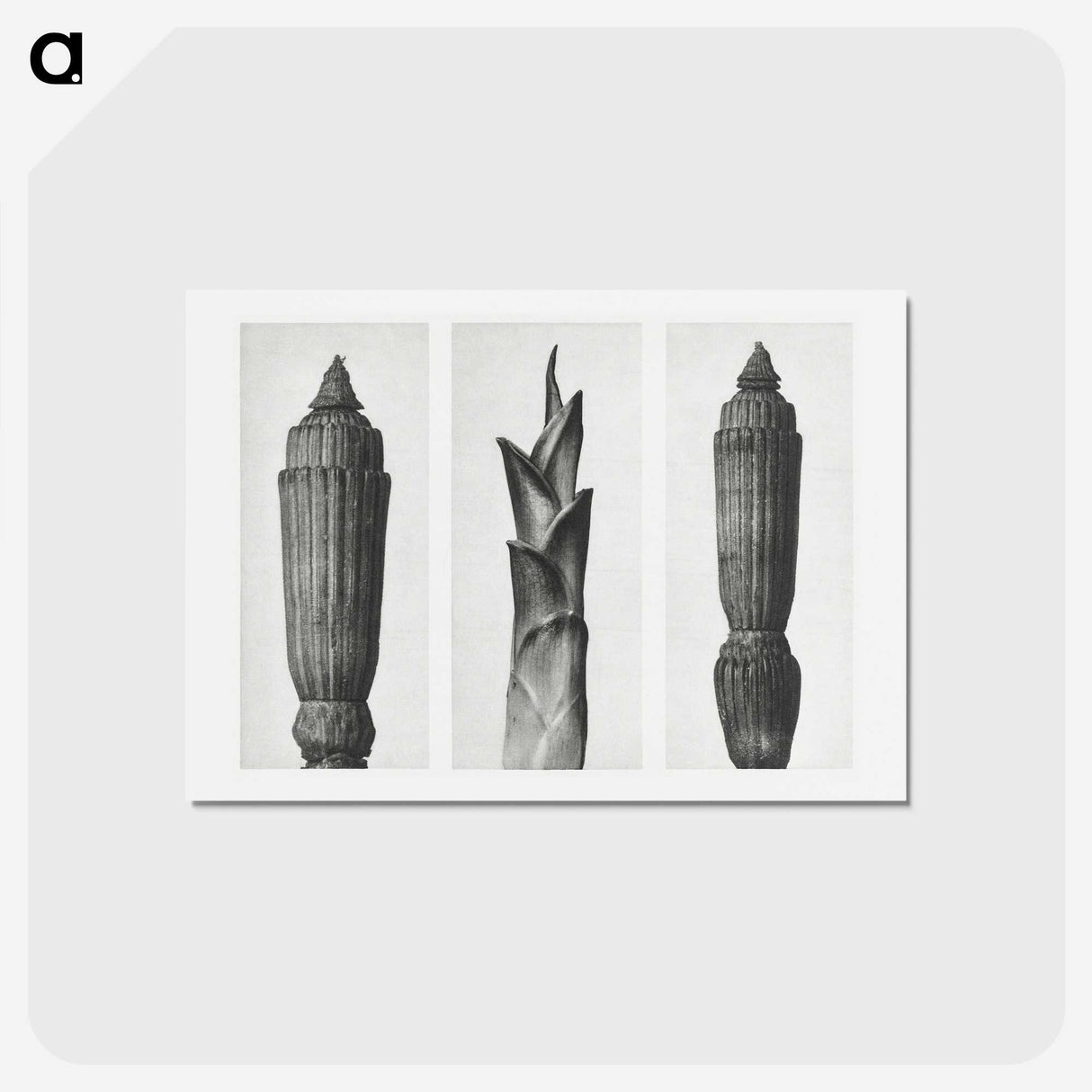1-100_Karl-Blossfeldt_hagaki