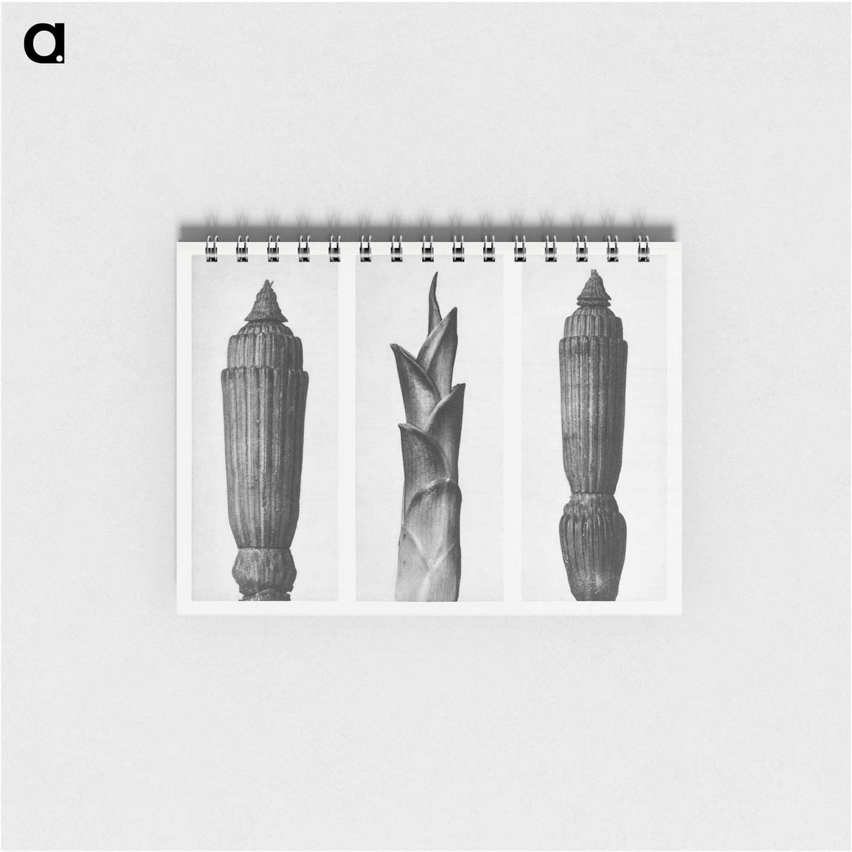 Equisetum Hiemale (Winter Horsetail) enlarged 12 times, Hosta Japonica (Savannah–Wood) enlarged 4 times, and Equisetum Hiemale (Winter Horsetail) enlarged 12 times from Urformen der Kunst by. - カール ブロスフェルト Memo.