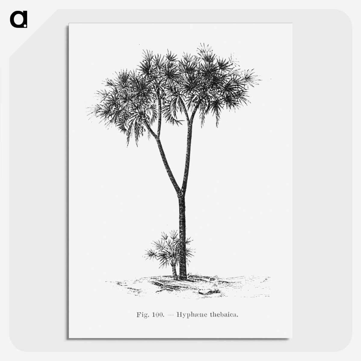 1-100_Les-Palmiers-Histoire-Iconographique_picture-crop