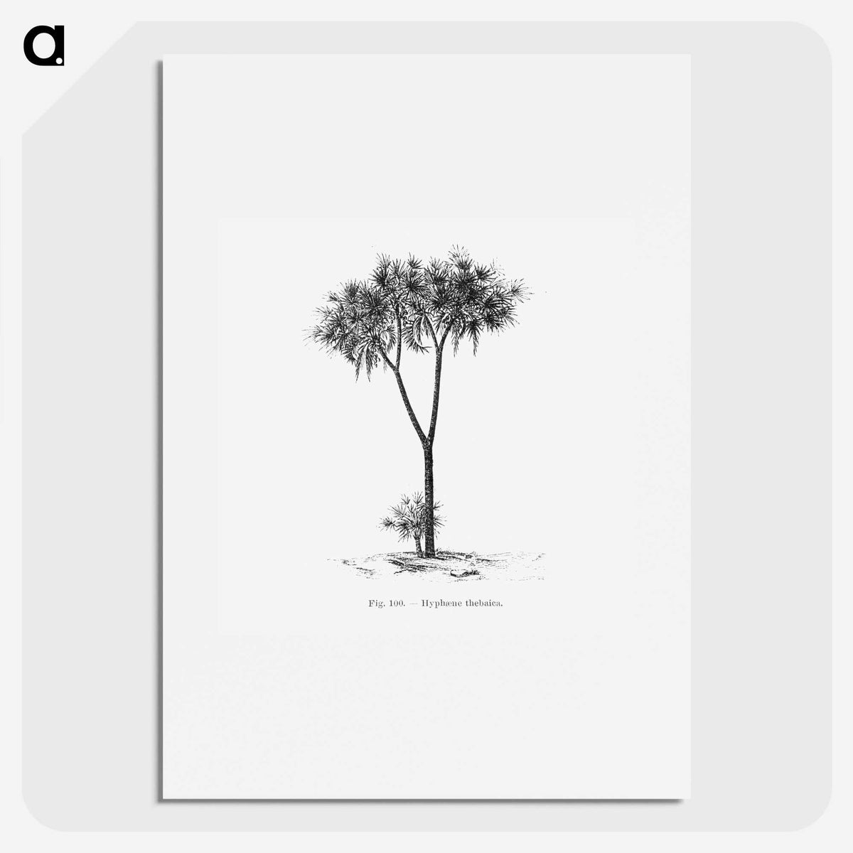 1-100_Les-Palmiers-Histoire-Iconographique_picture