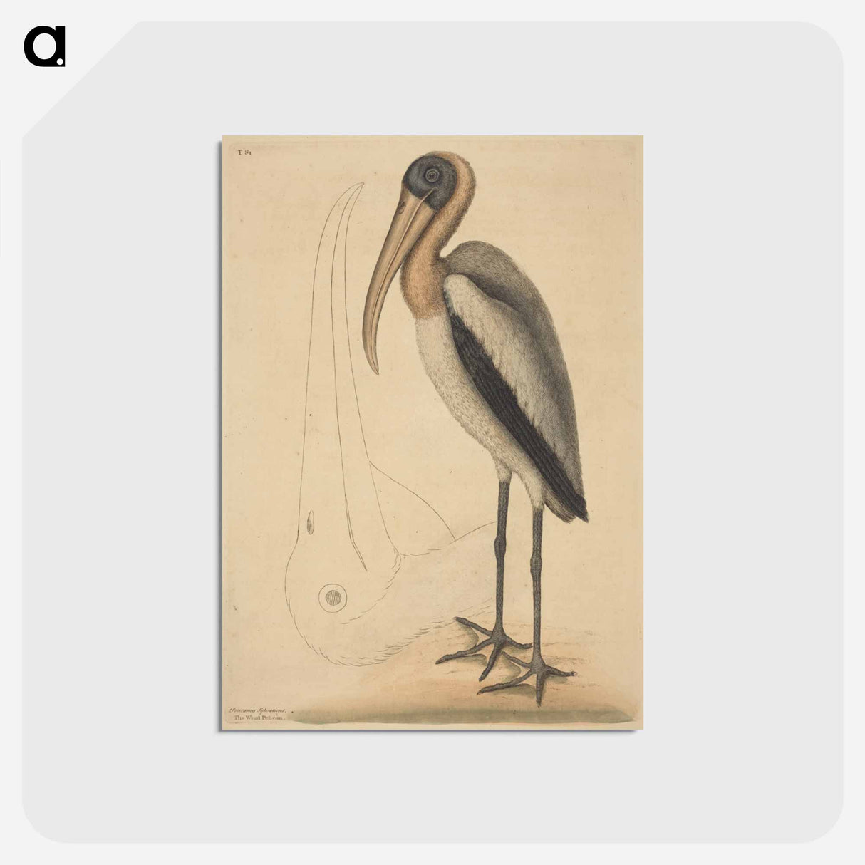 アートポストカード-The Wood Pelican
- マーク ケイツビー Postcard.