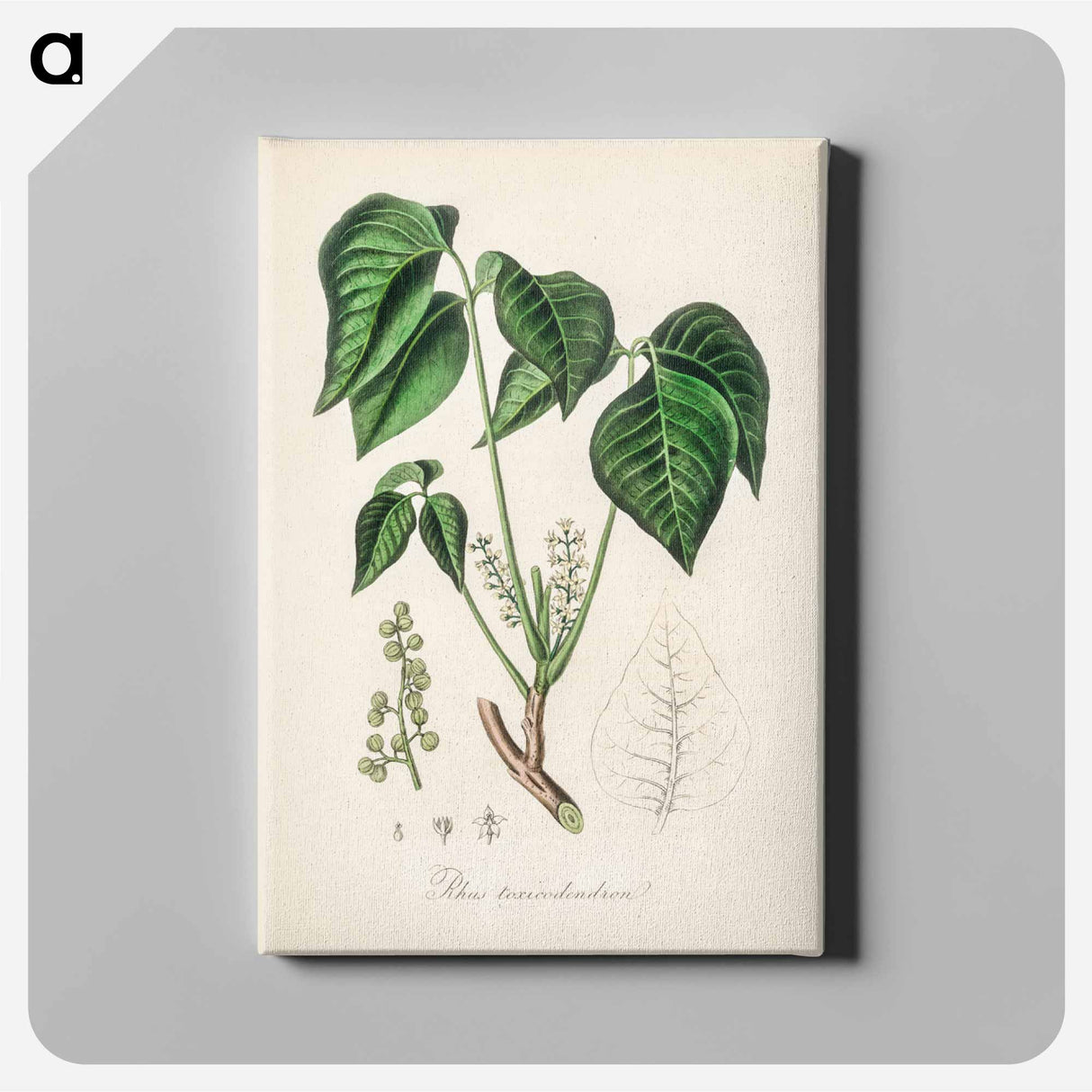 アートパネル-Rhus toxicodendron
- 薬用植物学 Canvas.