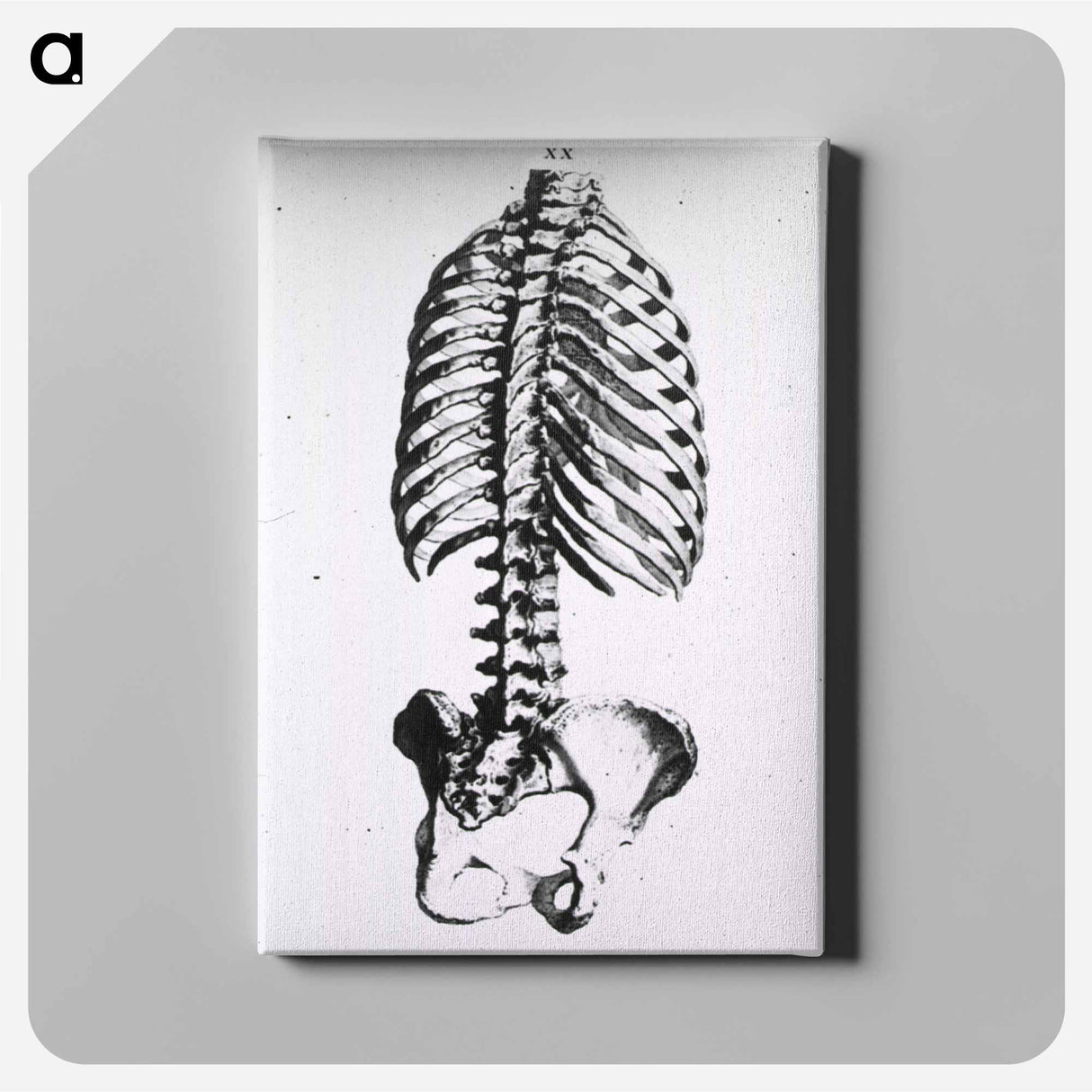 アートパネル-Torso: Engraved Skeleton - 国立医学図書館 Canvas.