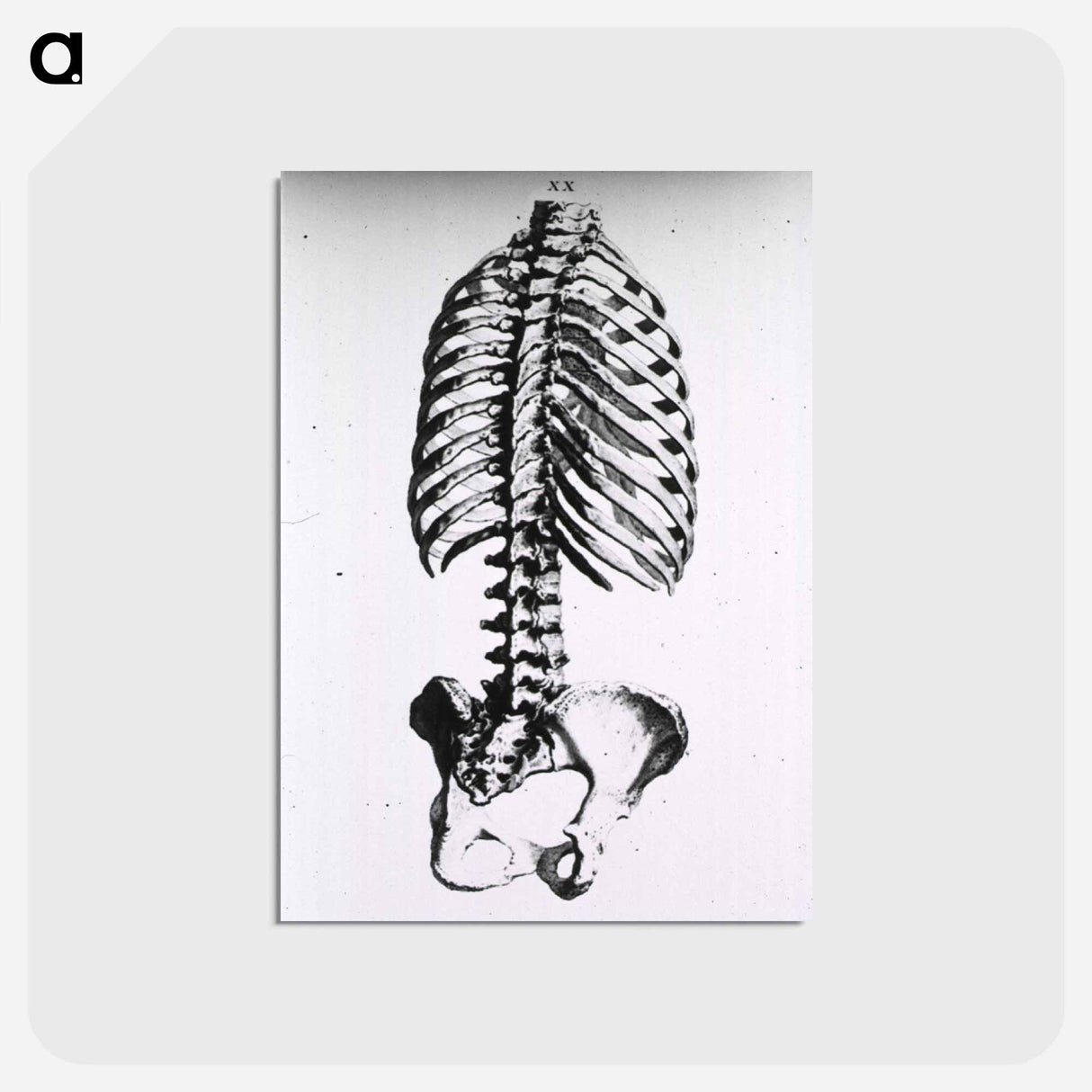 アートポストカード-Torso: Engraved Skeleton - 国立医学図書館 Postcard.