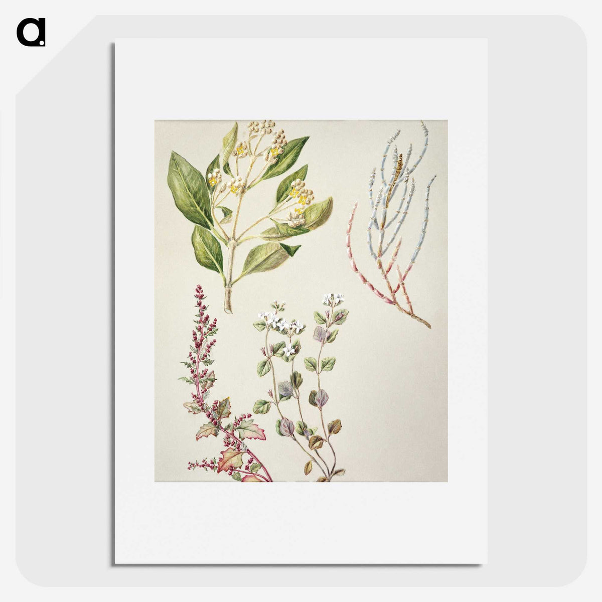 1-100_Native-Flowering-Plants-of-New-Zealand_picture