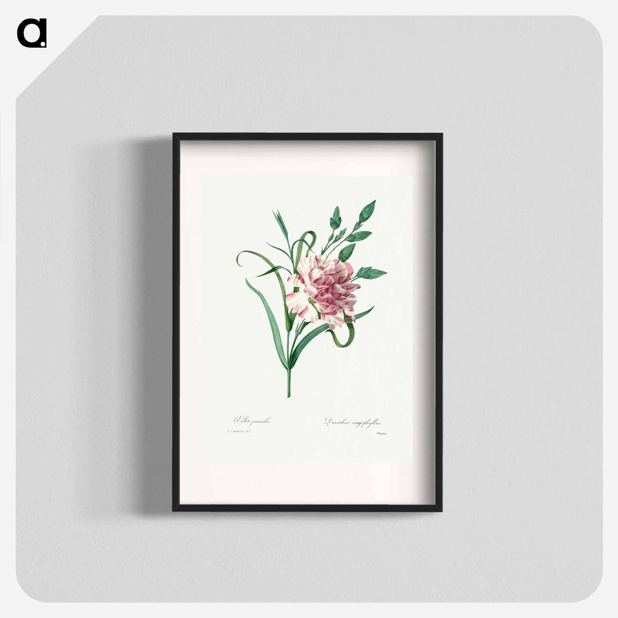 Carnation - Pierre Joseph Redouté Poster.