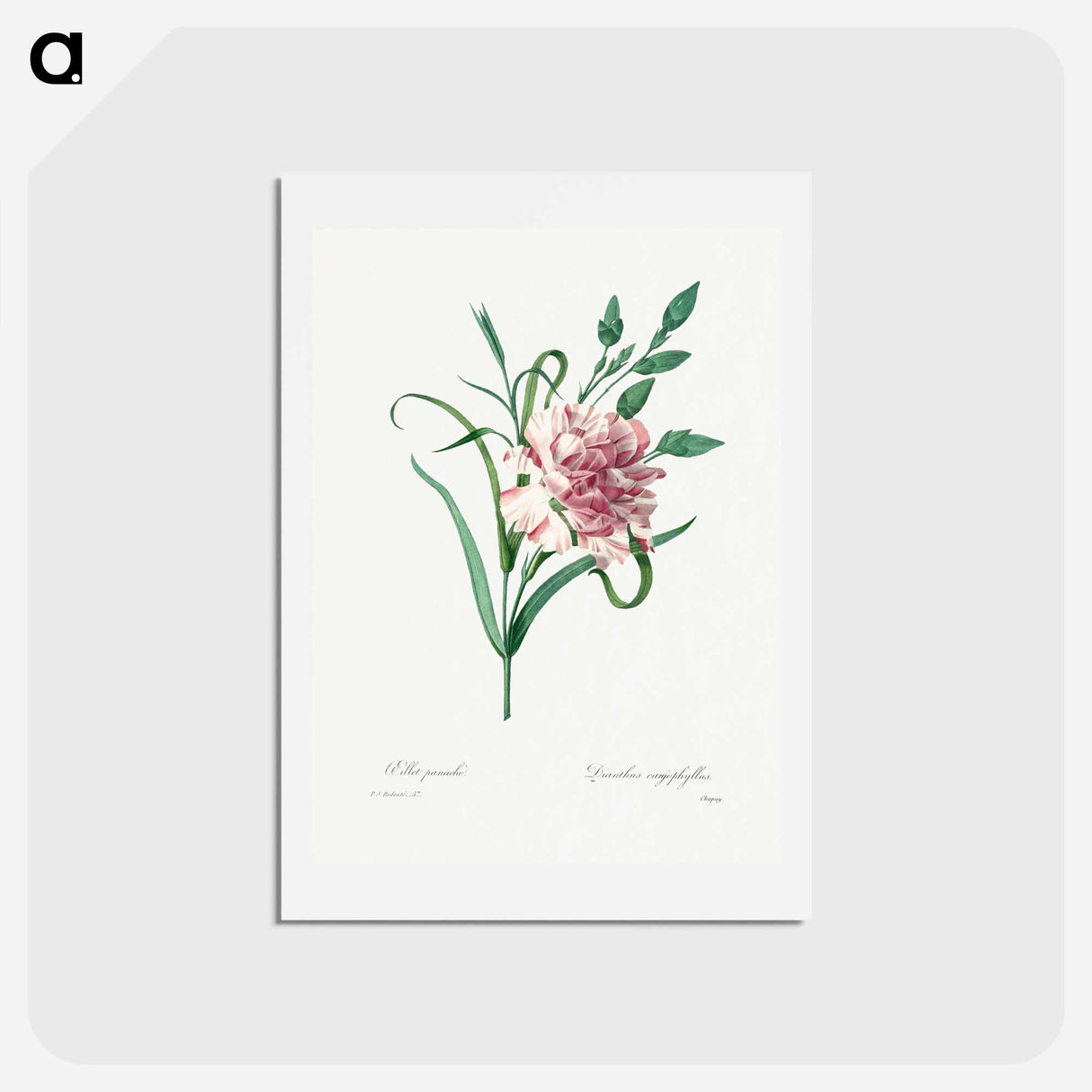 アートポストカード-Carnation - ピエール ジョゼフ ルドゥーテ Postcard.