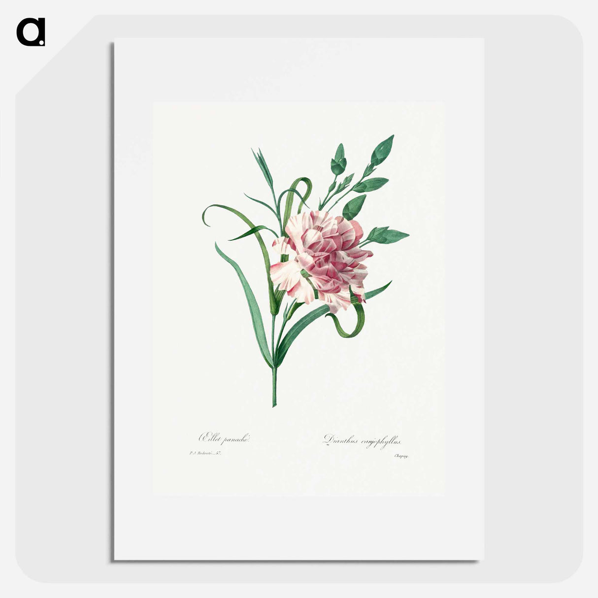 Carnation - Pierre Joseph Redouté Poster.