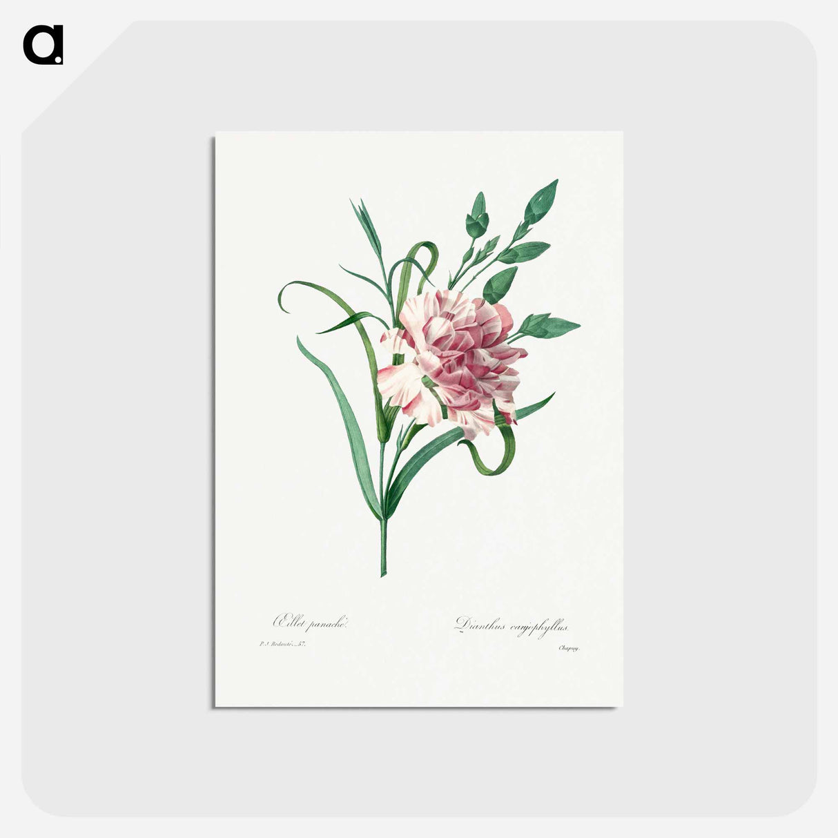 アートポストカード-Carnation - ピエール ジョゼフ ルドゥーテ Postcard.