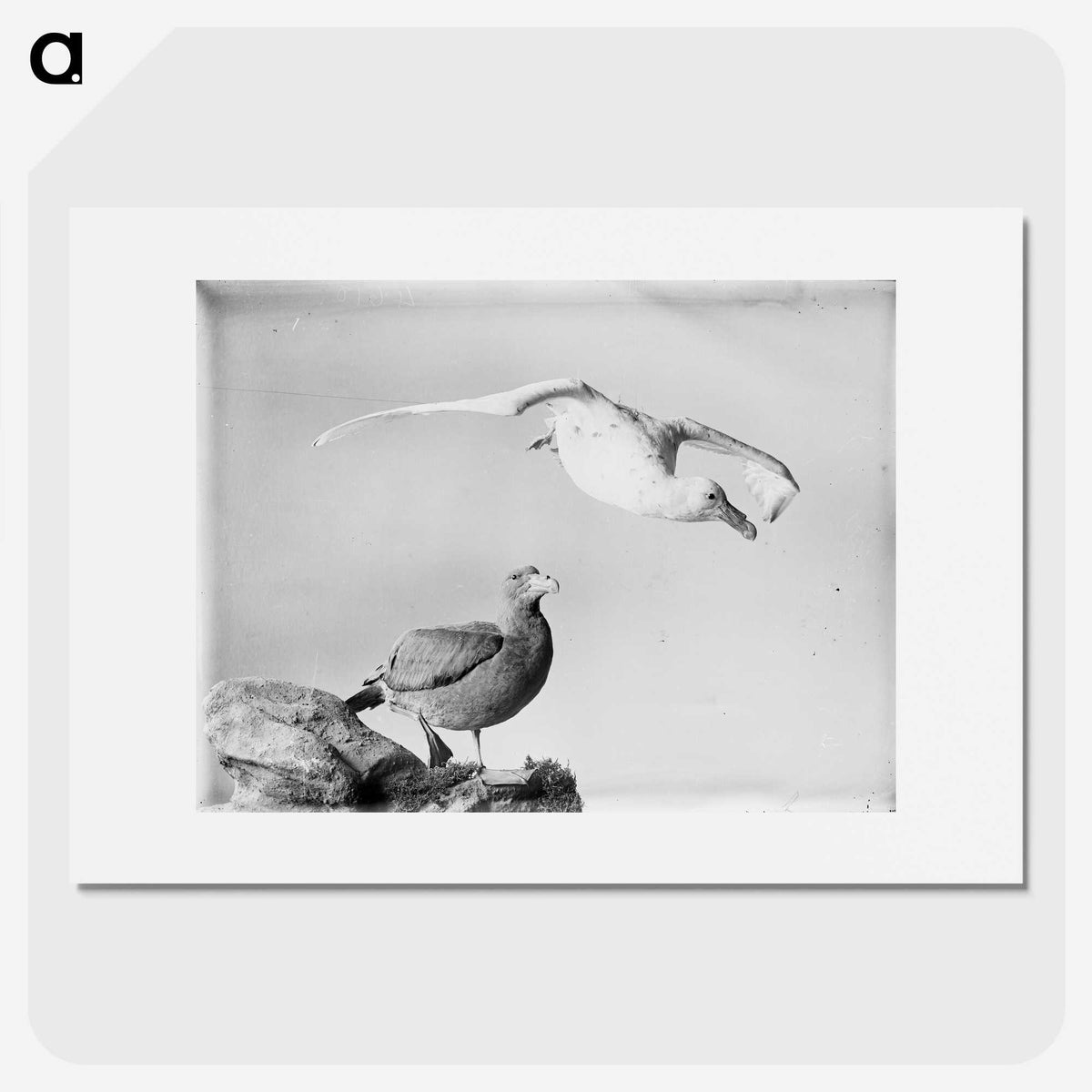 1-100_The-Burton-Brothers_picture