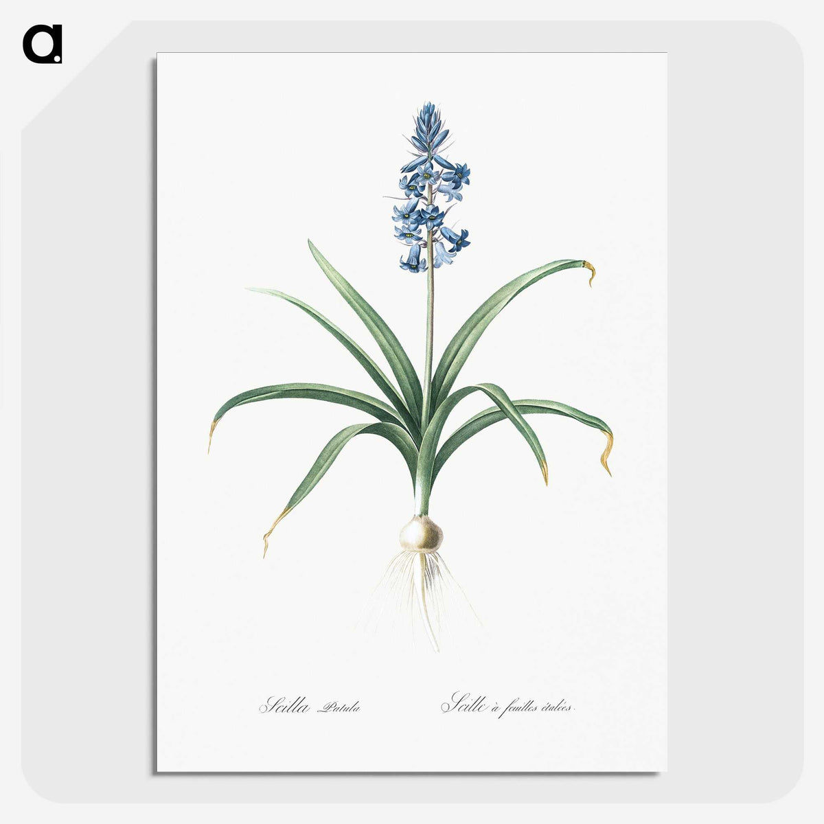 1-100_The-Lilies_picture-crop