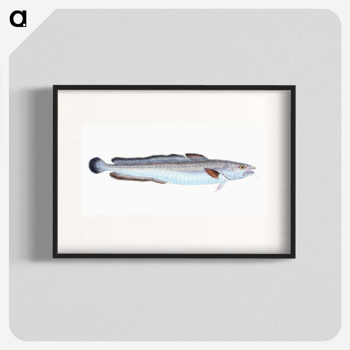 1-100_The-Natural-History-of-British-Fishes_blk