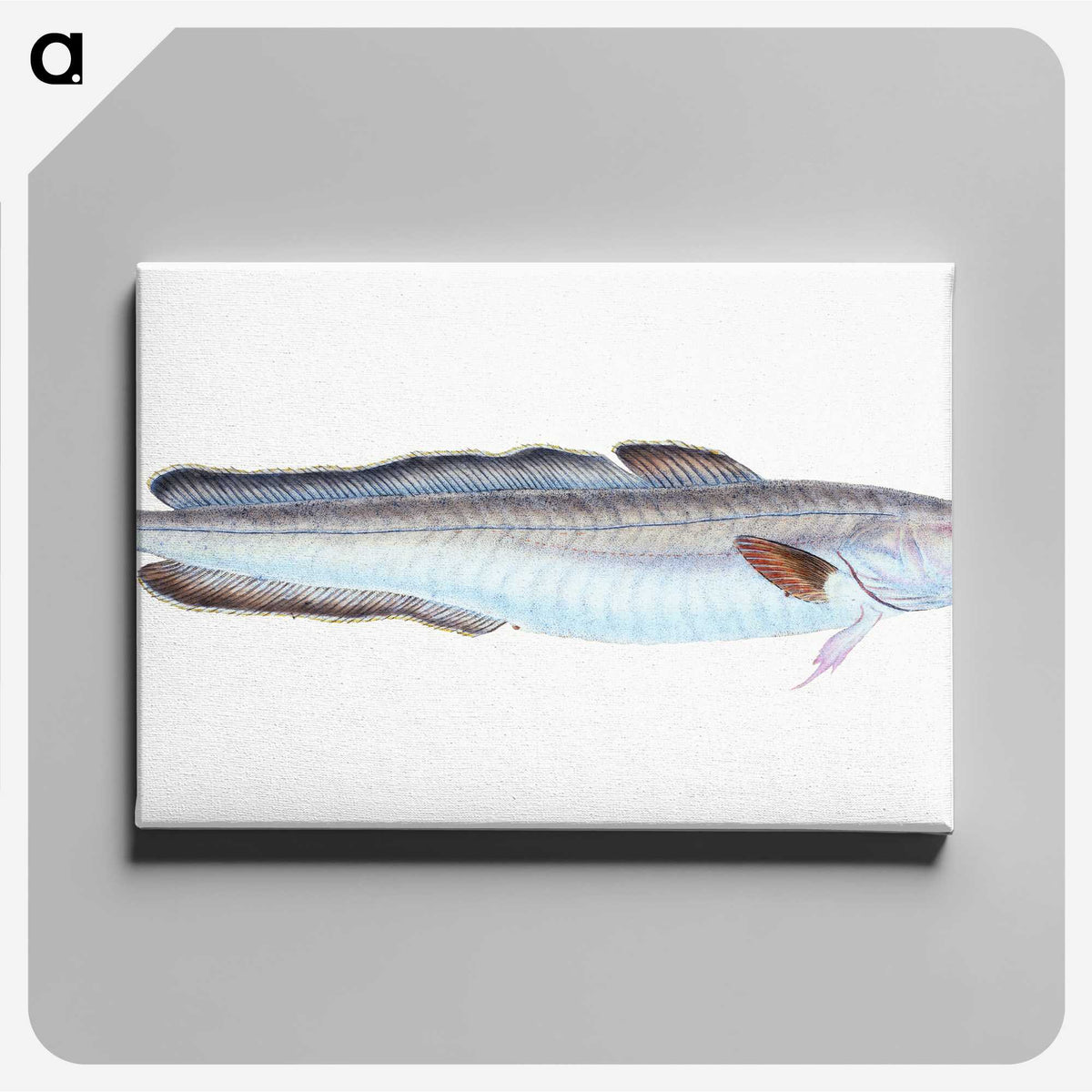 1-100_The-Natural-History-of-British-Fishes_canvas