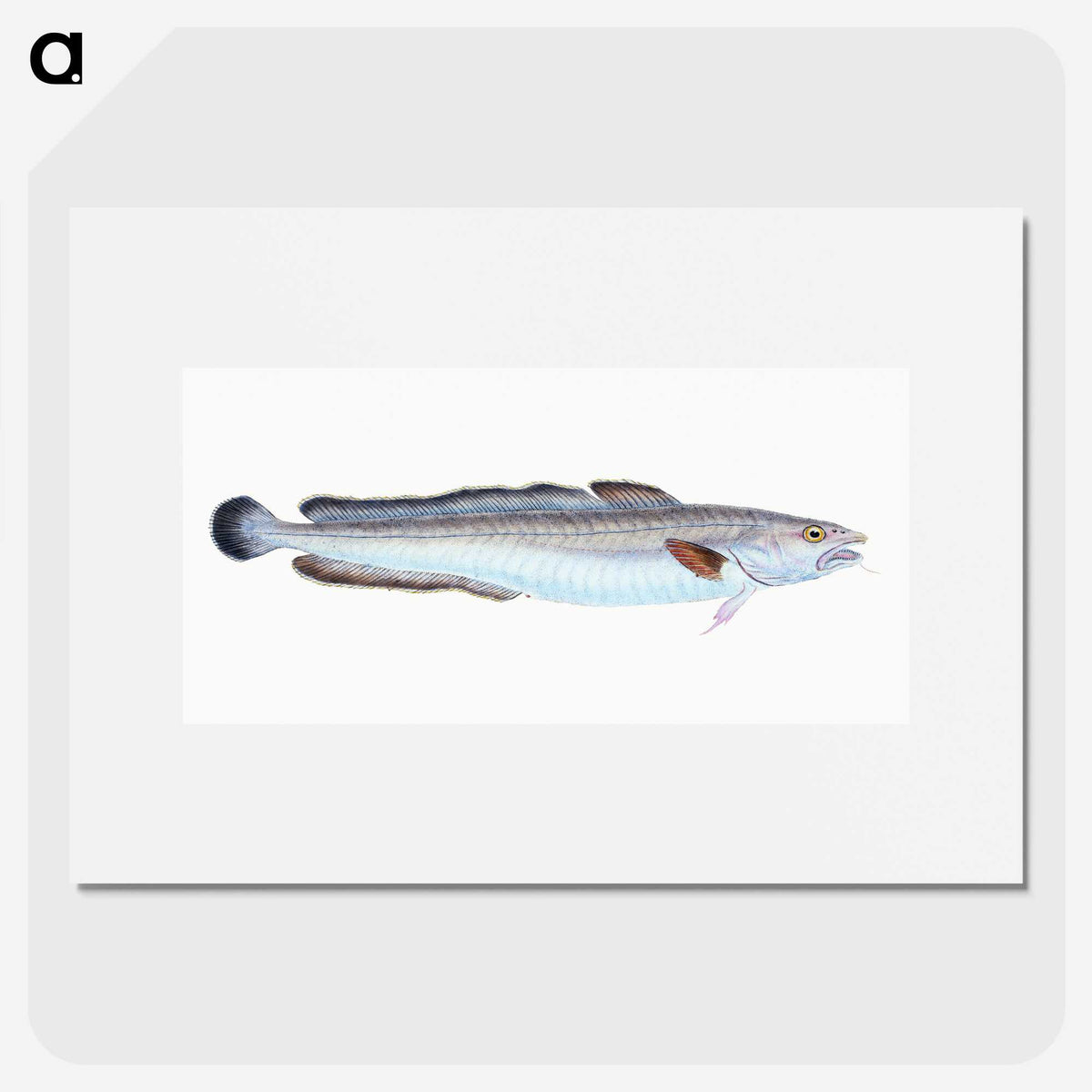 1-100_The-Natural-History-of-British-Fishes_picture