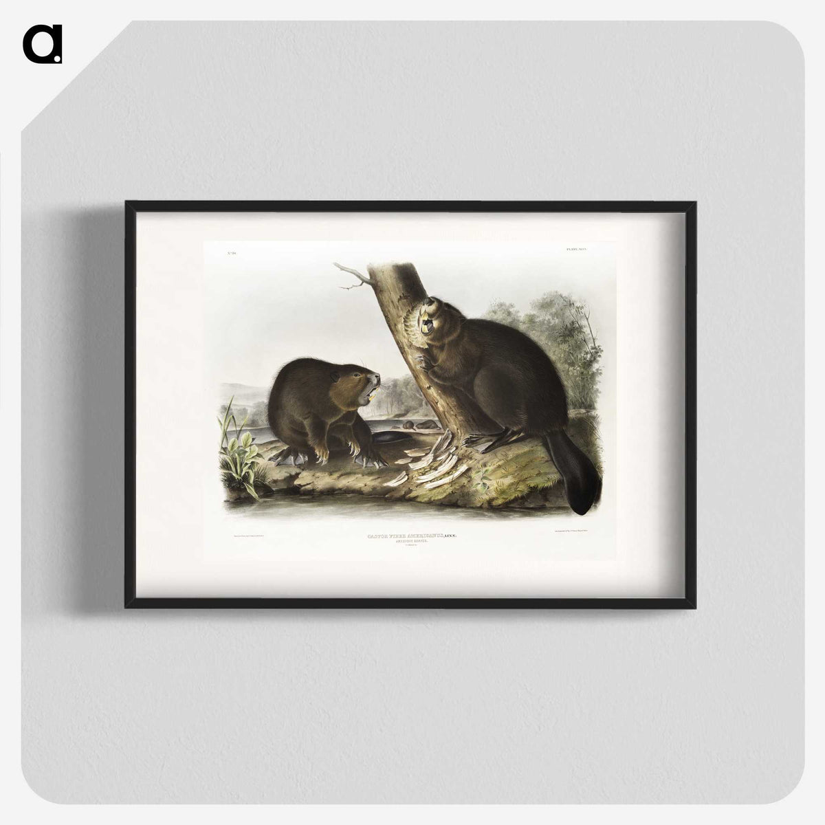 1-100_The-Viviparous-Quadrupeds_blk