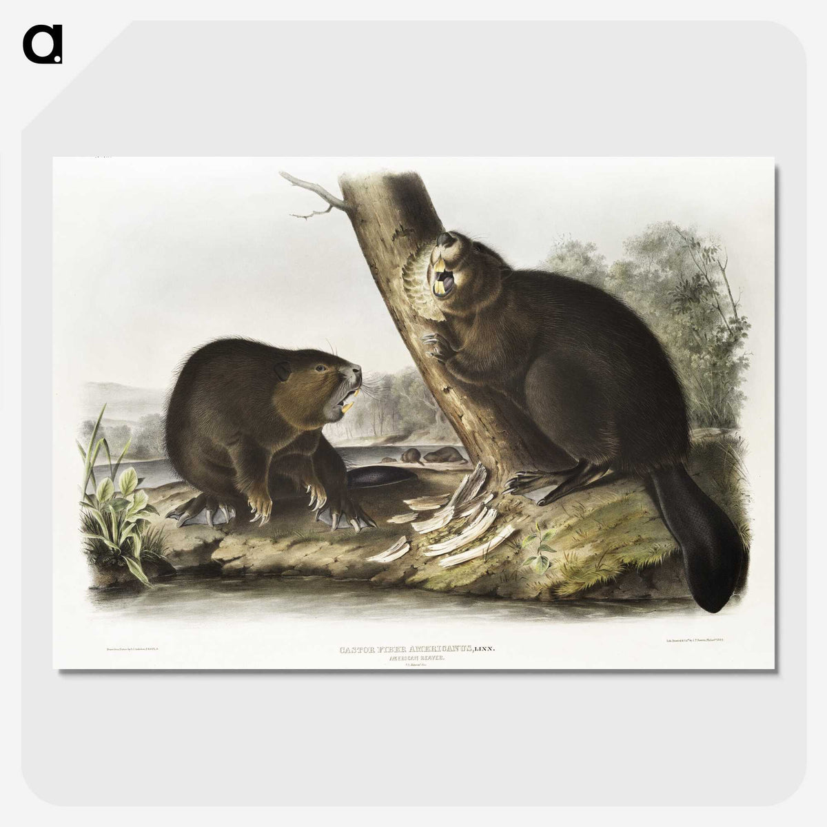 1-100_The-Viviparous-Quadrupeds_picture-crop