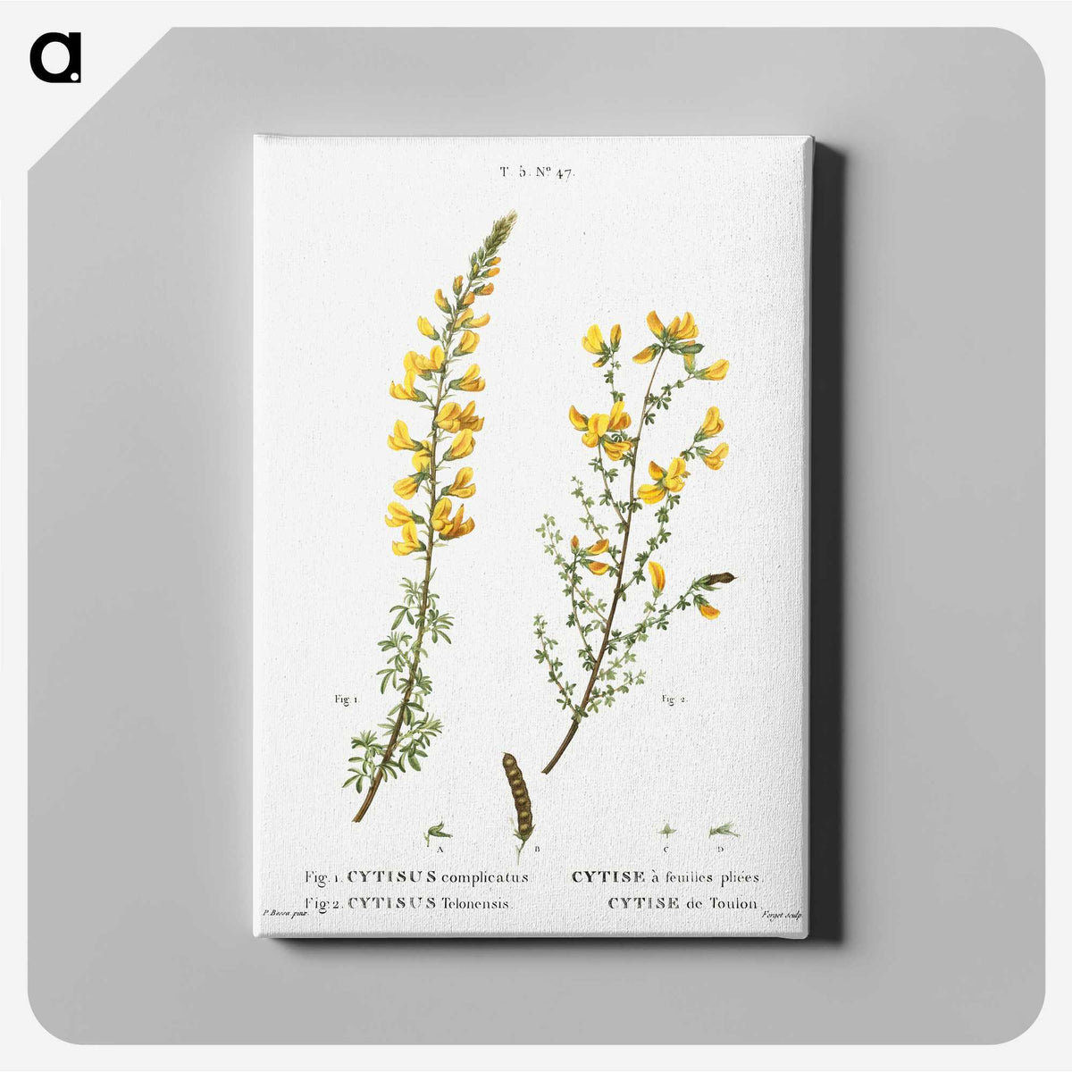 1-100_Treatise-on-Trees-and-Shrubs_canvas