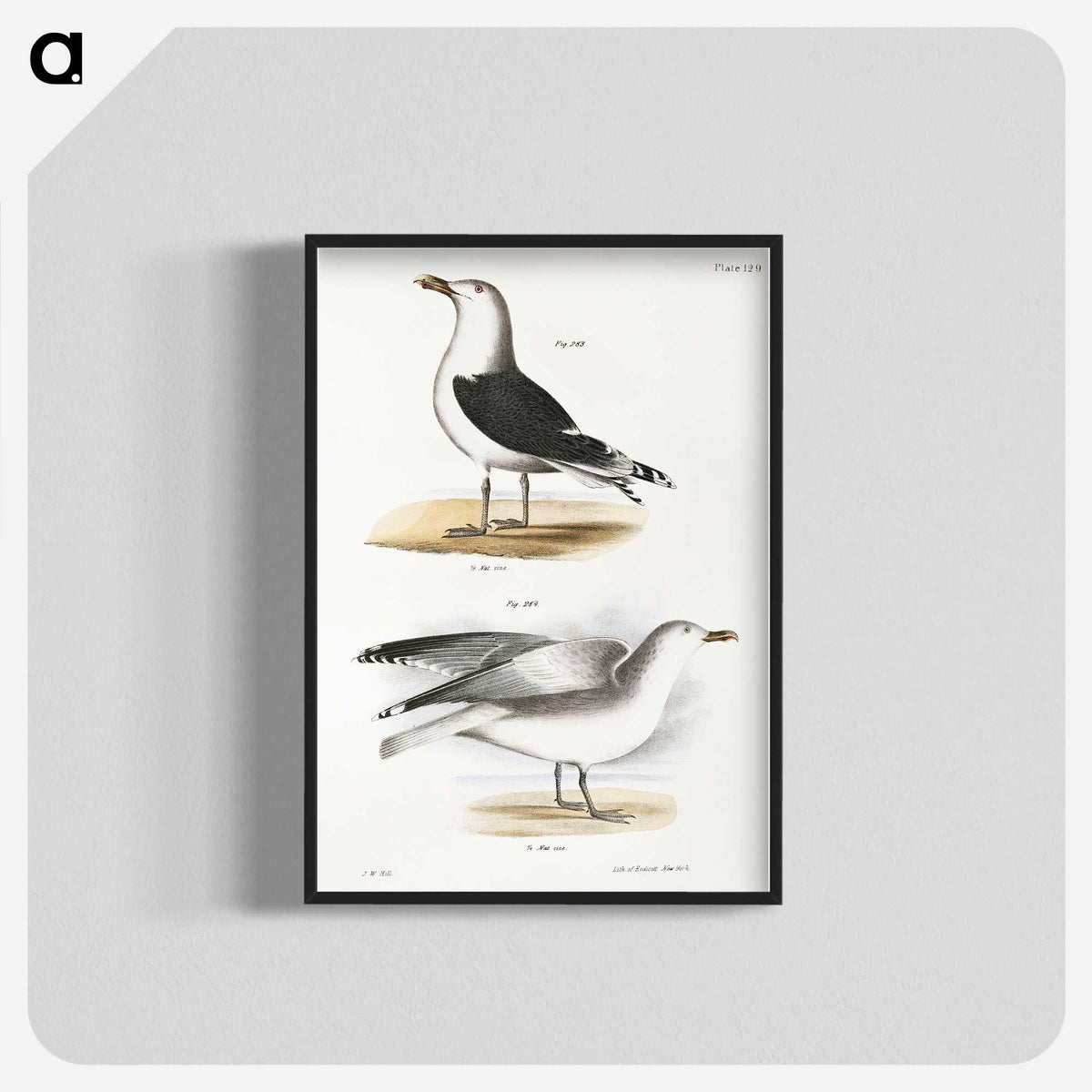 1-100_Zoology-of-New-York_blk-crop