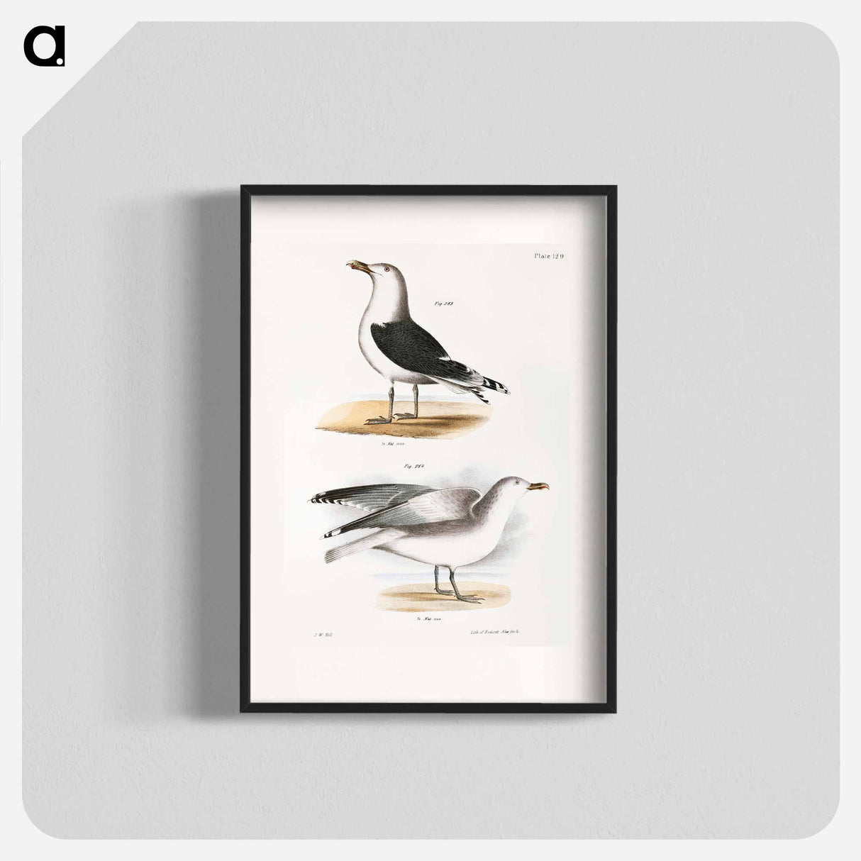 Great Black-backed Gull (Larus marinus) Winter Gull (Larus argentatus) illustration from Zoology of New York by - Zoology of New York Poster.