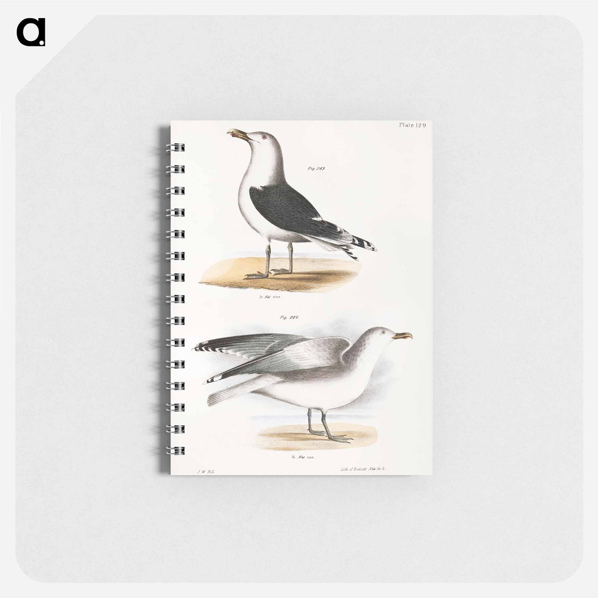 Great Black-backed Gull (Larus marinus) Winter Gull (Larus argentatus) illustration from Zoology of New York by - ニューヨークの動物学 Memo.