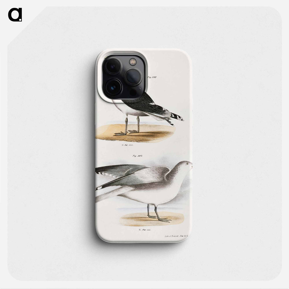 Great Black-backed Gull (Larus marinus) Winter Gull (Larus argentatus) illustration from Zoology of New York by - Zoology of New York Phone Case.