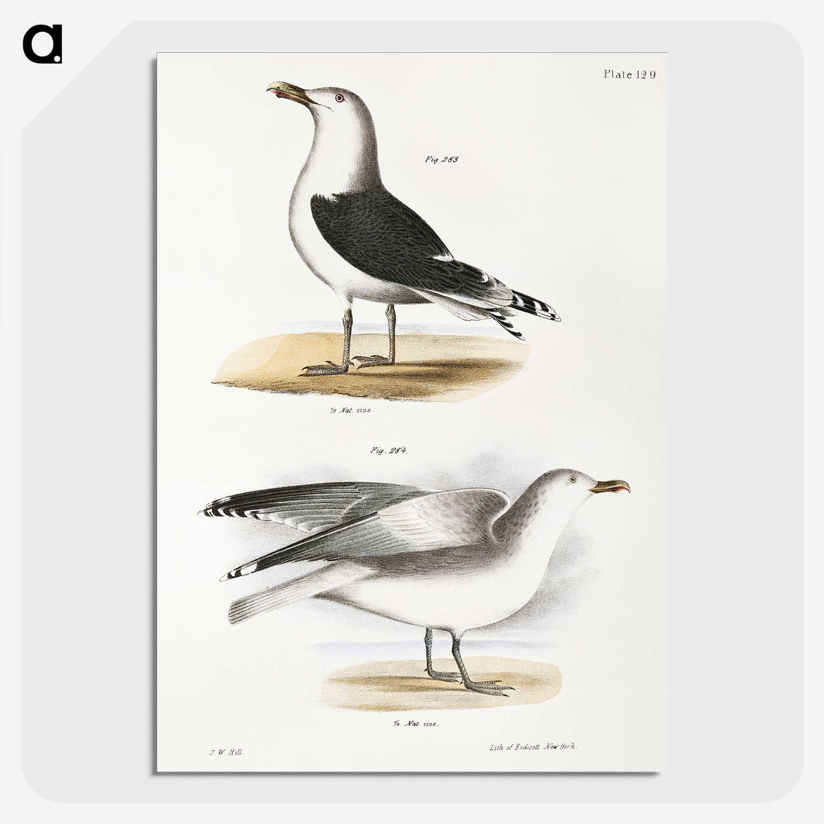 1-100_Zoology-of-New-York_picture-crop