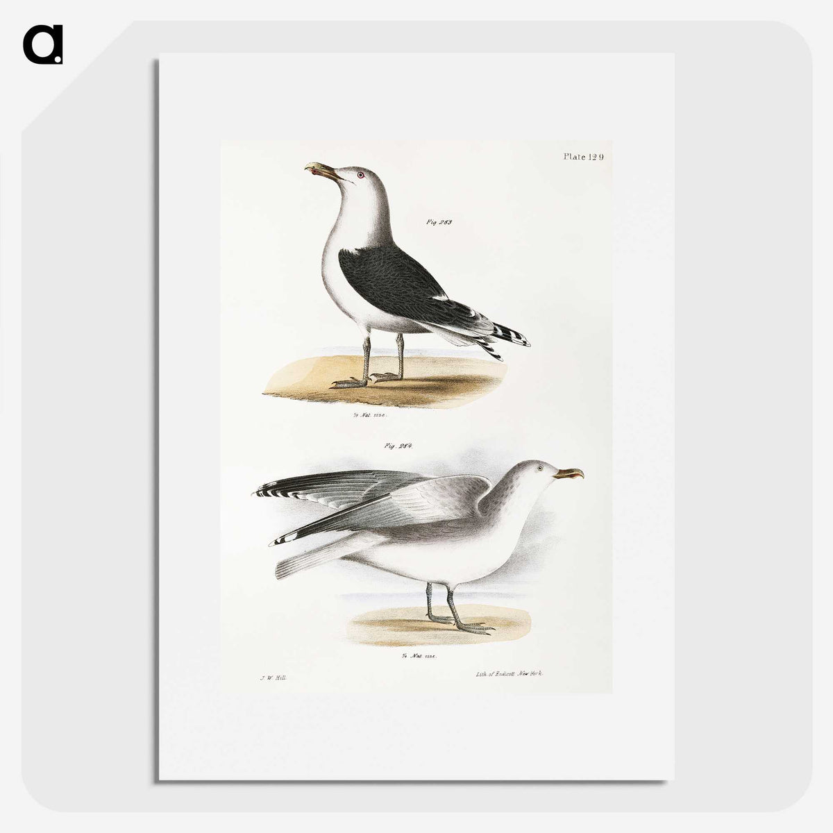 1-100_Zoology-of-New-York_picture