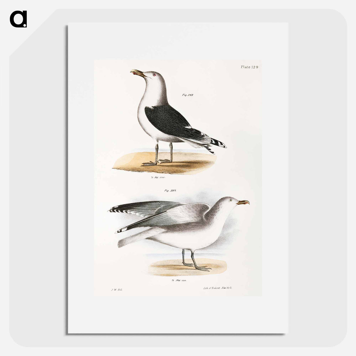 Great Black-backed Gull (Larus marinus) Winter Gull (Larus argentatus) illustration from Zoology of New York by - Zoology of New York Poster.