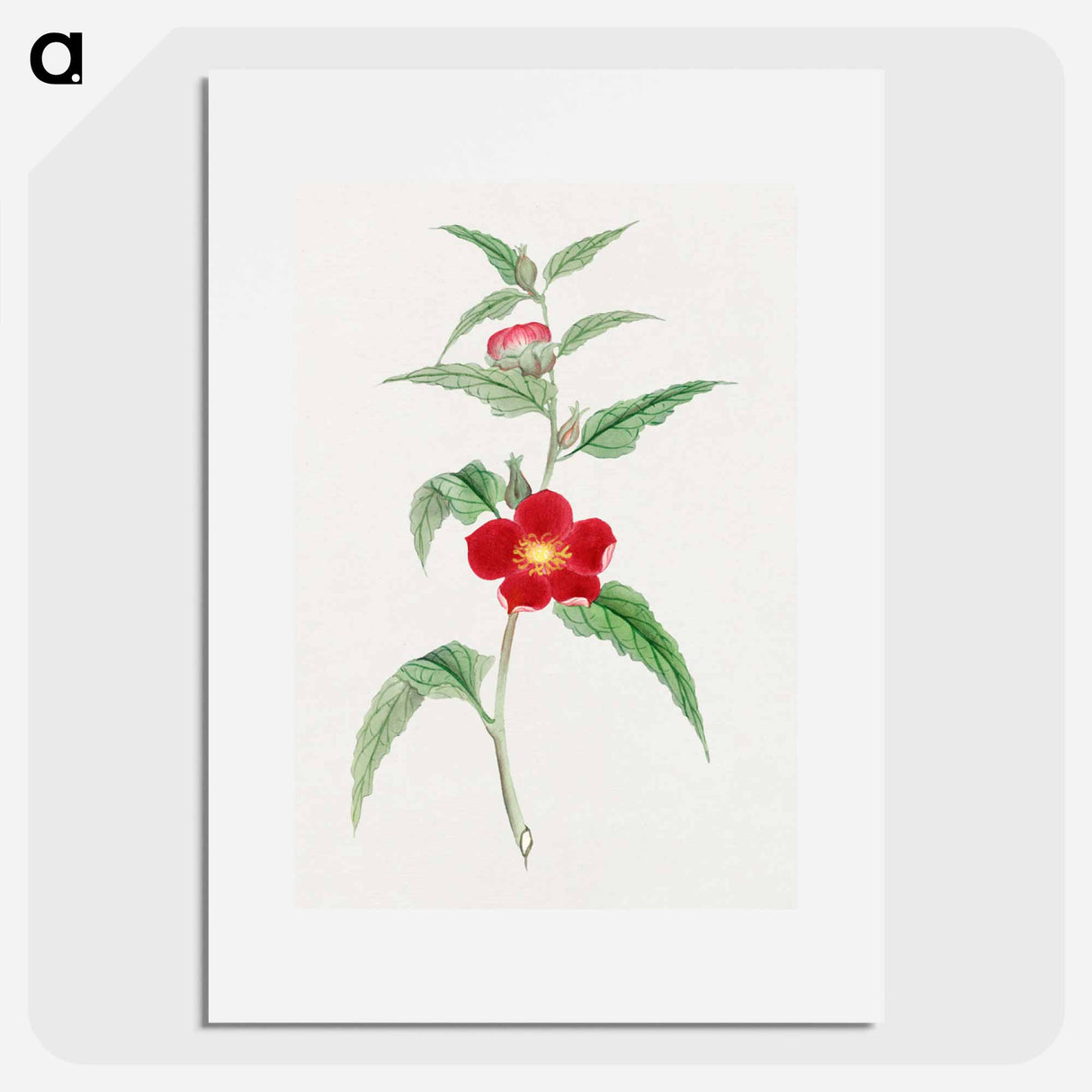 Koji kuwa - 19世紀の日本の花 Poster.