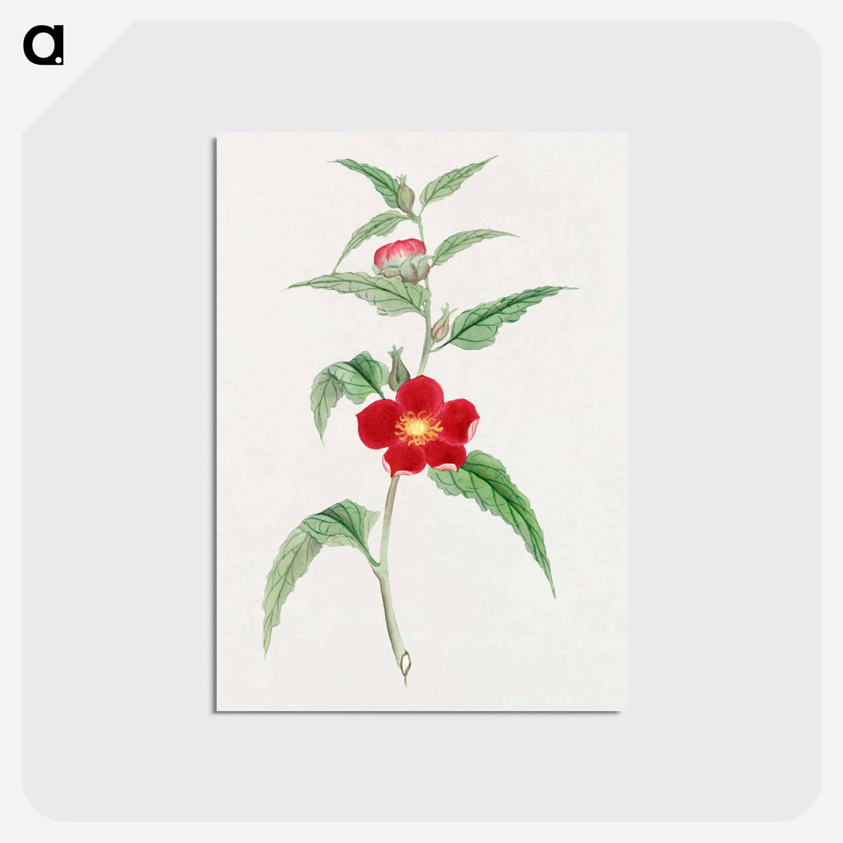 Koji kuwa - 19世紀の日本の花 Postcard.