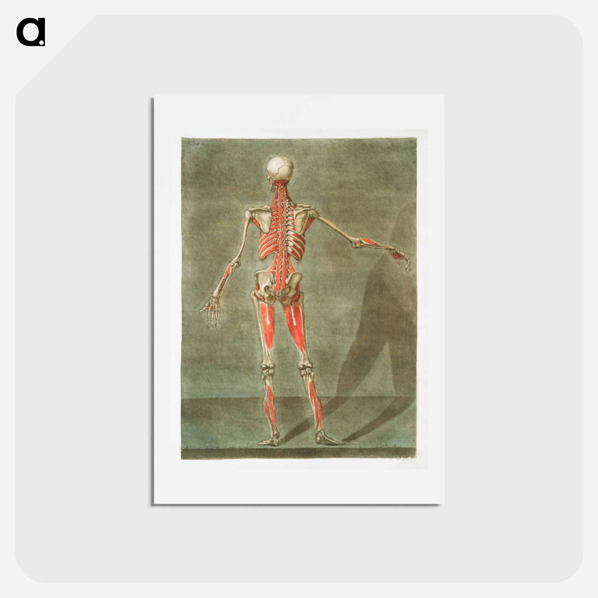 This fascinating collection of anatomical illustrations - アルノルド エロイ ゴーティエ ダゴティ Postcard.